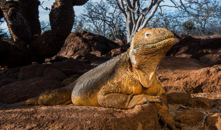 Land Iguana