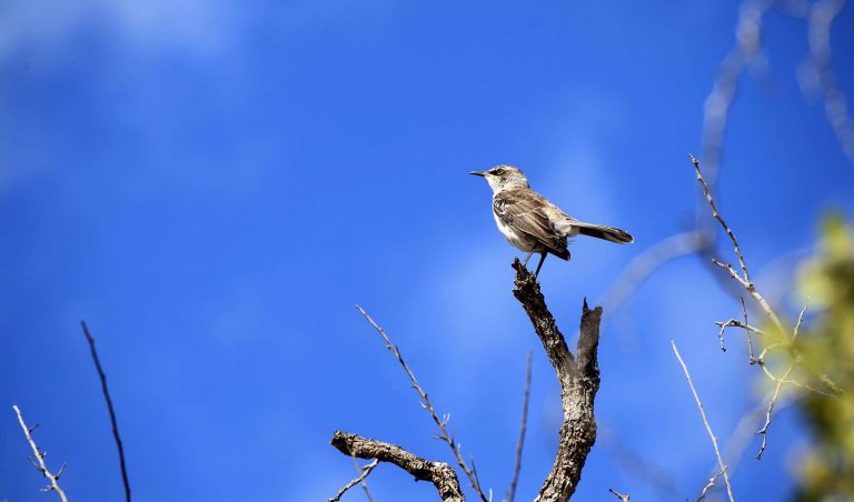 Galapagos Mockingbird