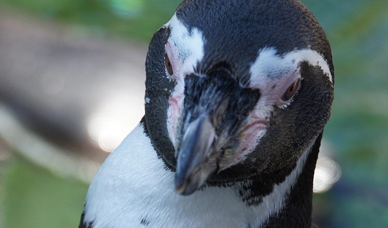 Galapagos Penguin