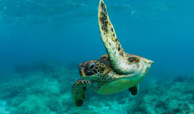 Galapagos Green Sea Turtle