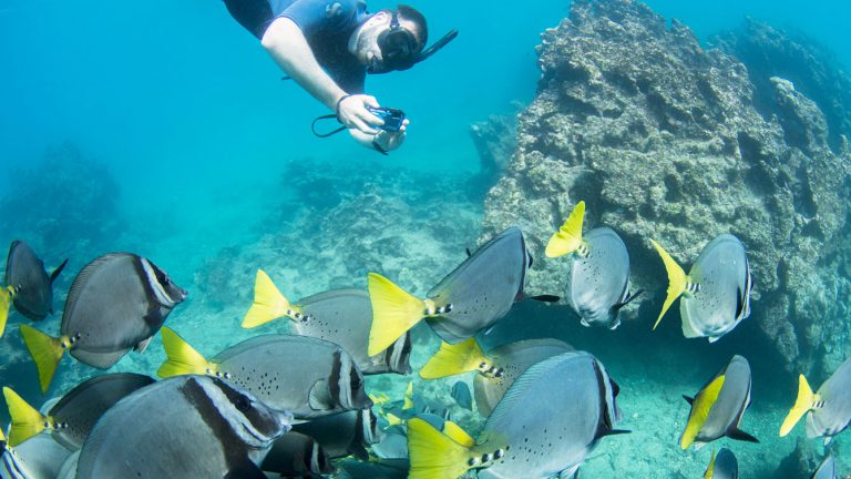 snorkelingfish