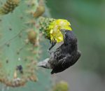 Galapagos Darwin Finch