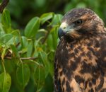 galapagos hawk 3