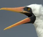 nazca booby