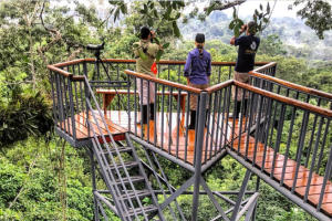 Birdwatching in the Amazon