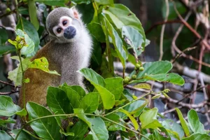 Wildlife - Anakonda Amazon Cruise